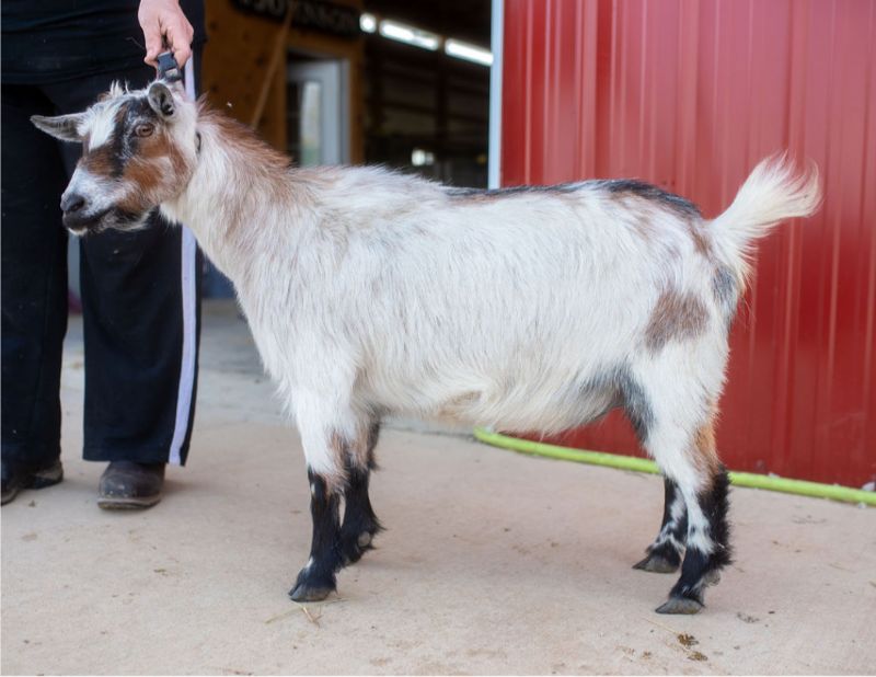 6 Bar Farm Aspen - Nigerian Dwarf Goat Doe