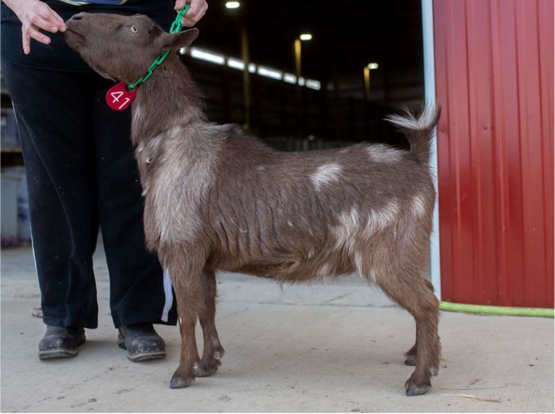Dreamer's Farm M Zianna - Nigerian Dwarf Goat Doe