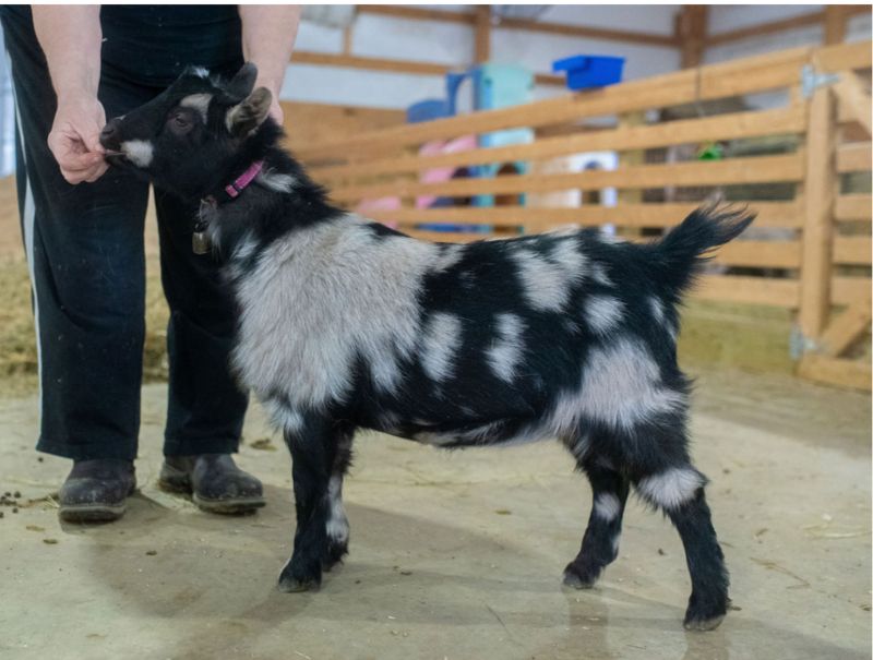 Dreamer's Farm G Splendor - Nigerian Dwarf Goat Doe