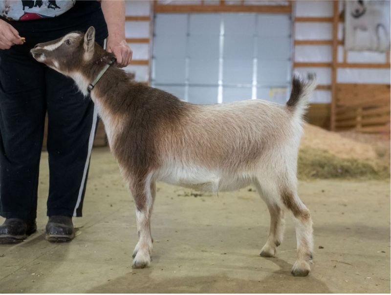 Dreamer's Farm G Hot Stuff - Nigerian Dwarf Goat Doe
