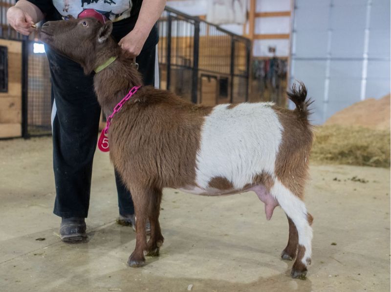 Elite Amethyst Acres G Zulia 5*M/8*D VVE+85 - Nigerian Dwarf Goat Doe