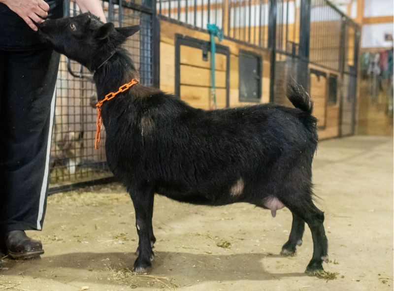 Mini Land Ranch K Petunia - Nigerian Dwarf Goat Doe