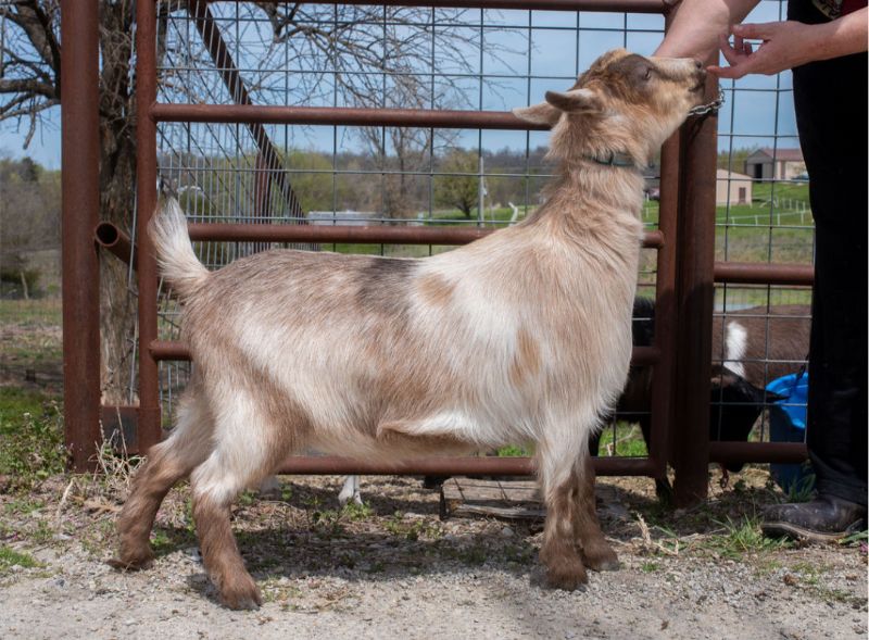 Dreamer's Farm G Mirage - Nigerian Dwarf Goat Doe