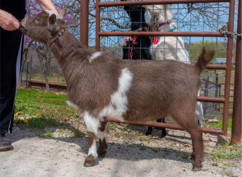 LD Ranch TEN Chocolate Diamond - Nigerian Dwarf Goat Doe