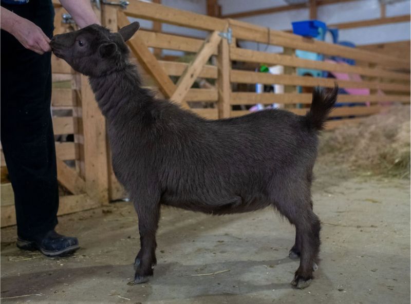 Dreamer's Farm G Godiva - Nigerian Dwarf Goat Doe