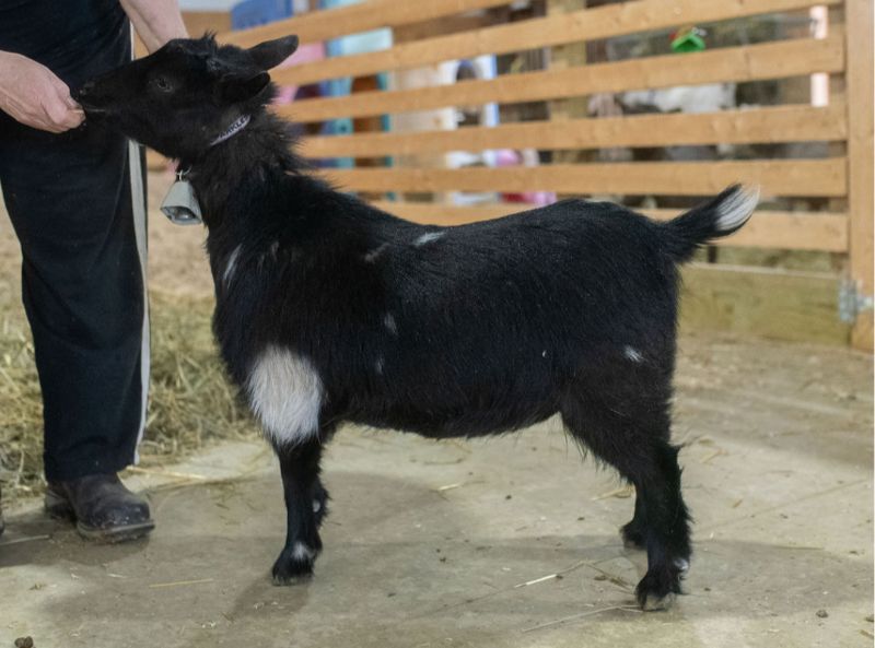 Dreamer's Farm G Sparkles - Nigerian Dwarf Goat Doe