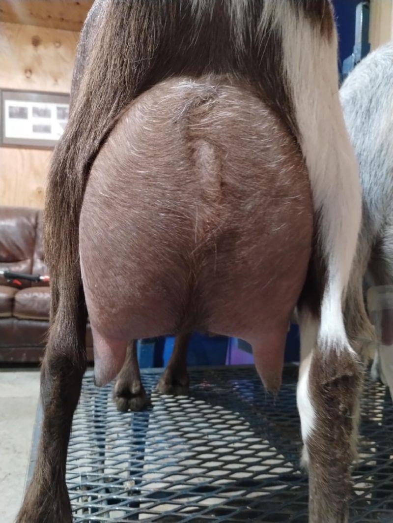 Mini Land Ranch A Wanda 8*M pending - Nigerian Dwarf Goat Doe