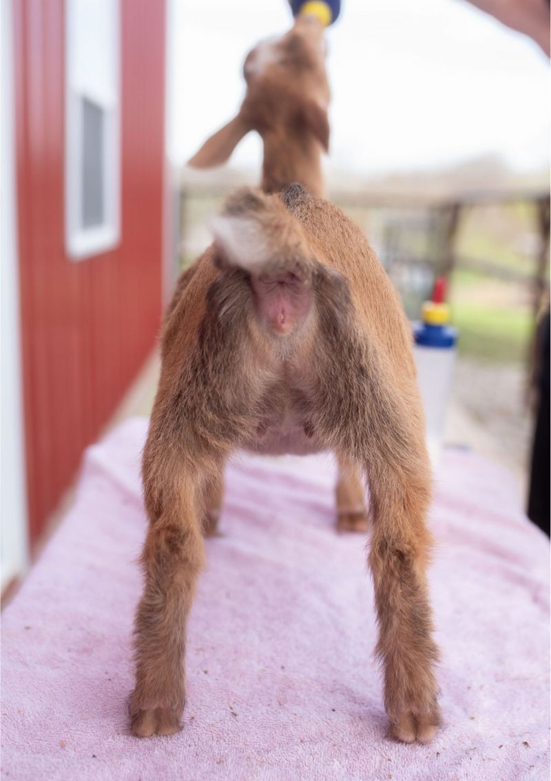 Zymriees Centerfold's Apricot - Nigerian Dwarf Goat Doe