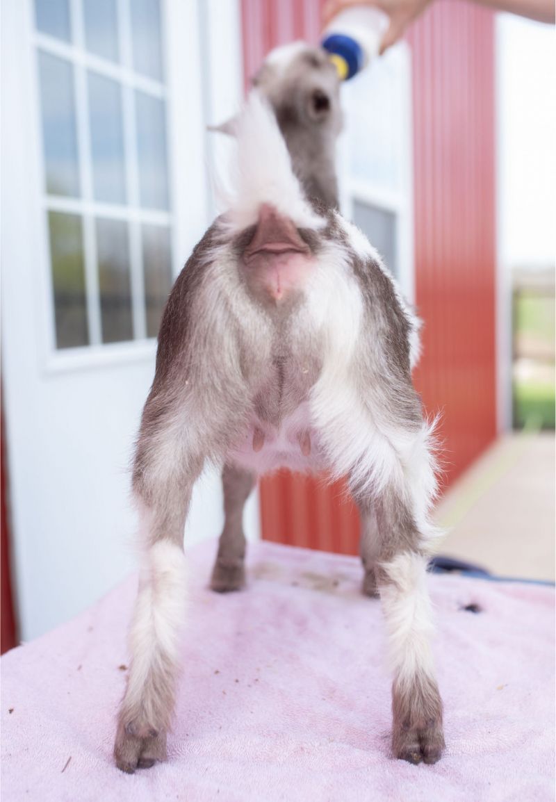 Dreamer's Farm Beau-Peep - Nigerian Dwarf Goat Doe