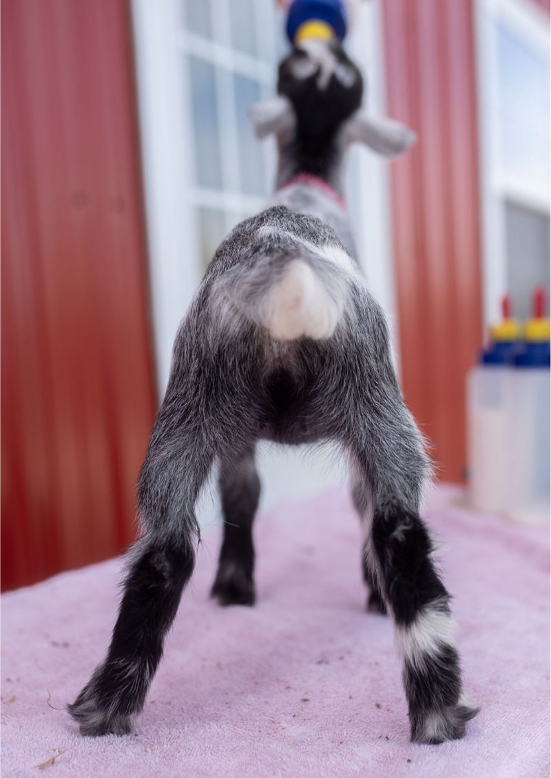 Dreamer's Farm P Blueberry - Nigerian Dwarf Goat Doe