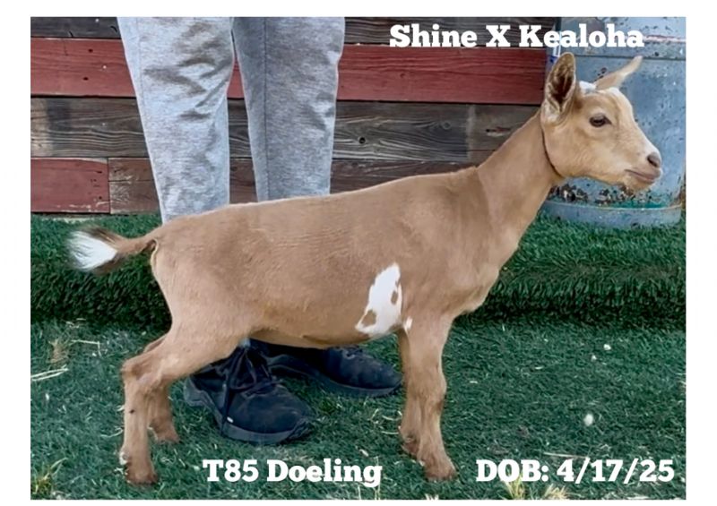 Amores Farm Shining Star - Nigerian Dwarf Goat Doe