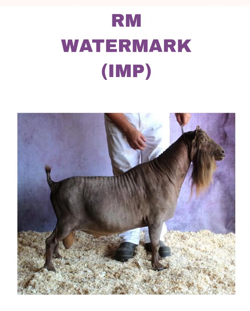 sire