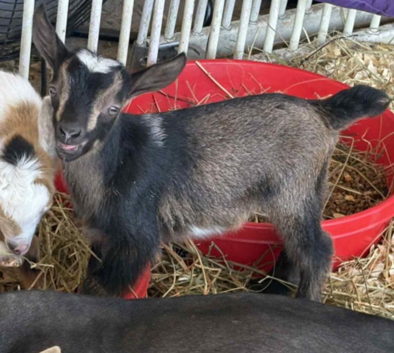 Krazy-G-Goats QQ Fireworks - Nigerian Dwarf Goat Doe