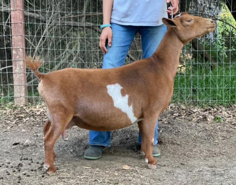 Agape's Prize Misschevious - Nigerian Dwarf Goat Doe