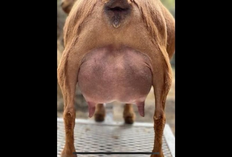 Agape's Prize Misschevious - Nigerian Dwarf Goat Doe