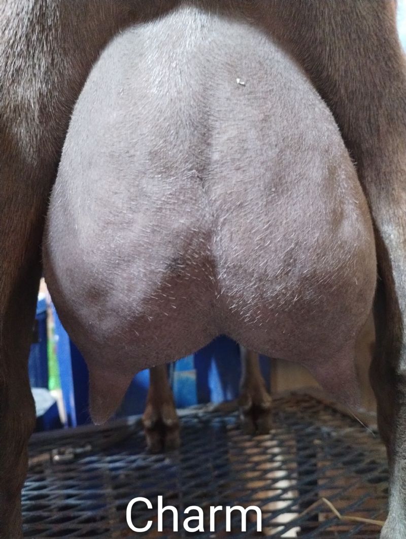 Lil Miss B Haven Cast A Charm - Nigerian Dwarf Goat Doe