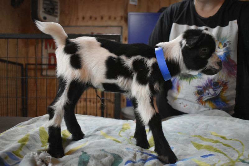 buckling Magic and Zuliette blue eyes and moonspots in the black areas - Nigerian Dwarf Goat Buck