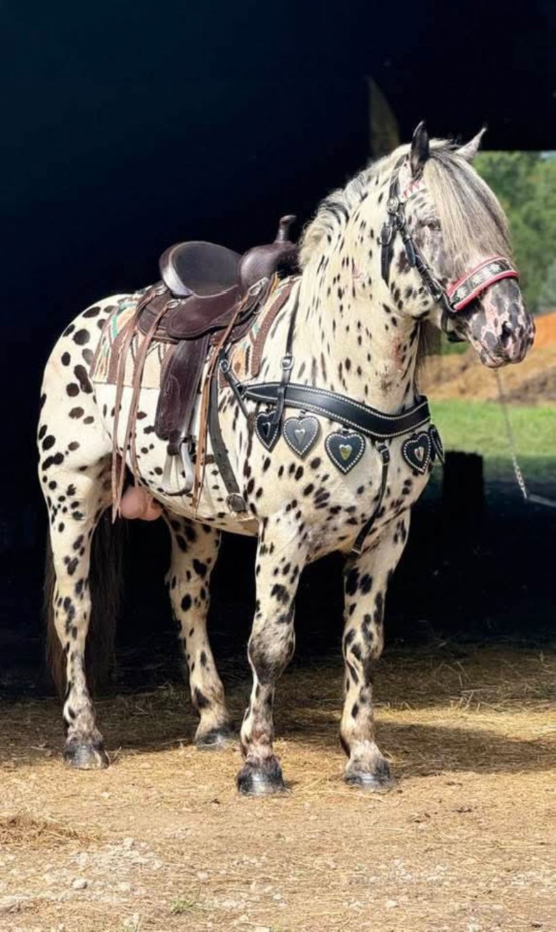 sire of Gloria's 2026 foal! owned by Linda Yoder