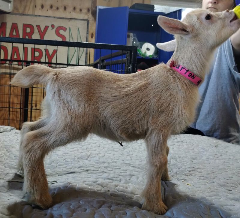 Dreamer's Farm TMU Golden Treasure - Nigerian Dwarf Goat Doe