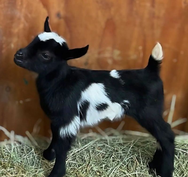Ilenesrascals APT PopRock Girl - Nigerian Dwarf Goat Doe