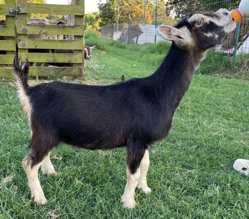 Dill's JS Humdinger - Nigerian Dwarf Goat Doe
