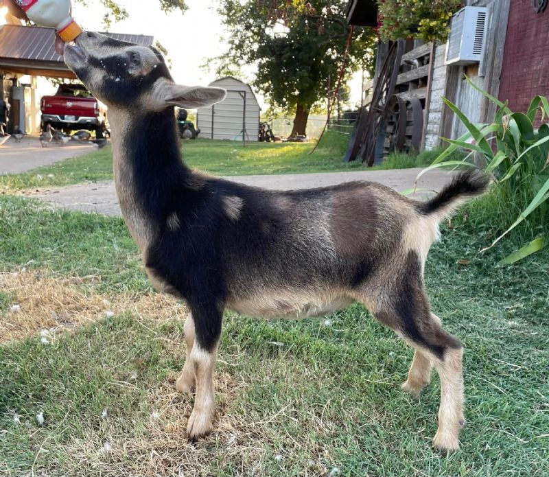 Dill's JS Best Dressed - Nigerian Dwarf Goat Doe