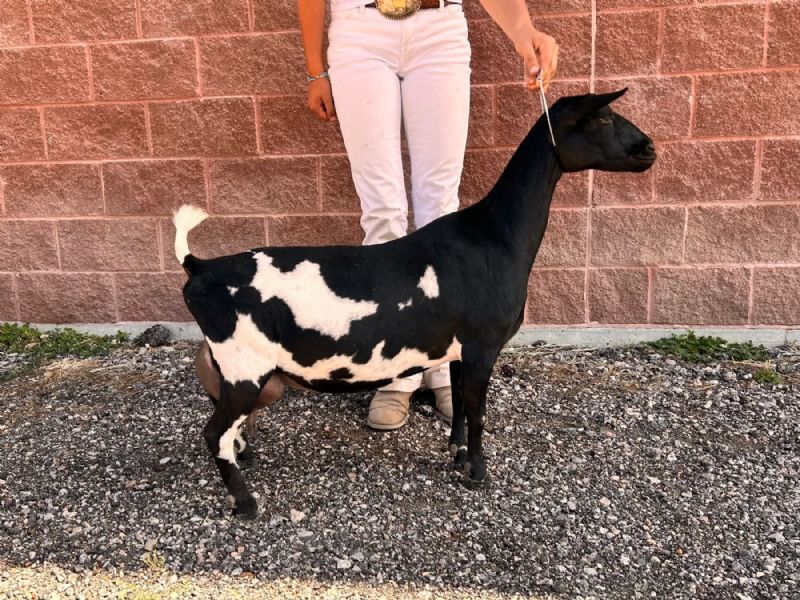 Flower Lion Farm HD Spider Web - Nigerian Dwarf Goat Doe