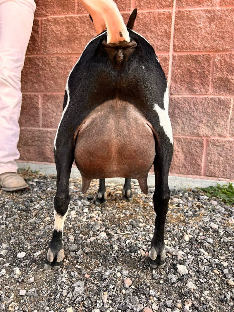 Flower Lion Farm HD Spider Web - Nigerian Dwarf Goat Doe