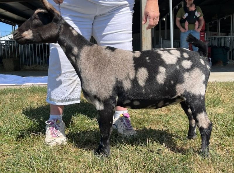 Dreamer's Farm G Splendor - Nigerian Dwarf Goat Doe
