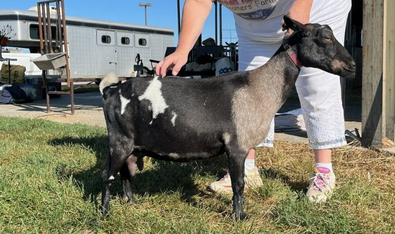 Mini Land Ranch K Zestee - Nigerian Dwarf Goat Doe