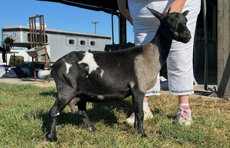 Mini Land Ranch K Zestee - Nigerian Dwarf Goat Doe