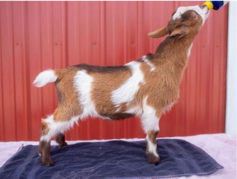 lucky in love - Nigerian Dwarf Goat Buck