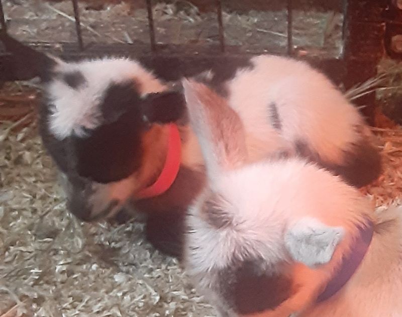 mirage/magic doeling Blue eyes #2 - Nigerian Dwarf Goat Doe