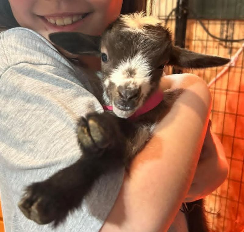 mirage/magic doeling Blue eyes - Nigerian Dwarf Goat Doe