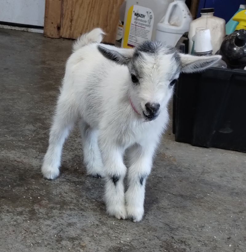 silver doeling - Nigerian Dwarf Goat Doe