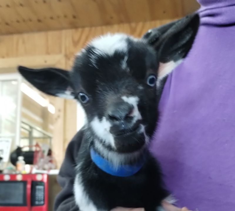 Hyacinth buckling blue eyes loud color - Nigerian Dwarf Goat Buck