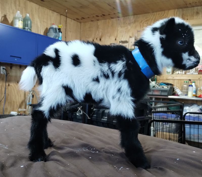 Hyacinth buckling blue eyes loud color - Nigerian Dwarf Goat Buck