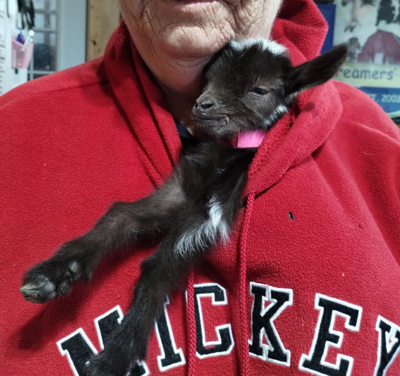 Thumbelina, Hyacinth doeling - Nigerian Dwarf Goat Doe
