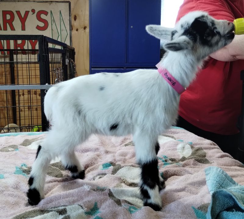 Bonnie doeling #2 - Nigerian Dwarf Goat Doe