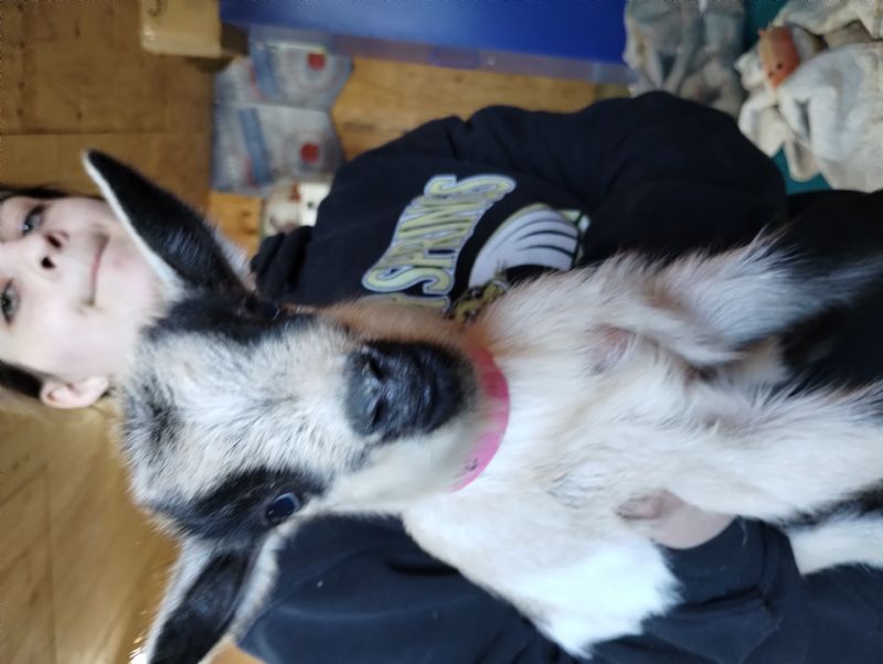 Bonnie doeling - Nigerian Dwarf Goat Doe