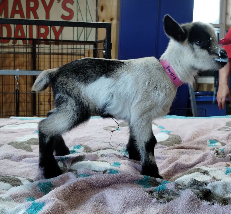 Bonnie doeling - Nigerian Dwarf Goat Doe