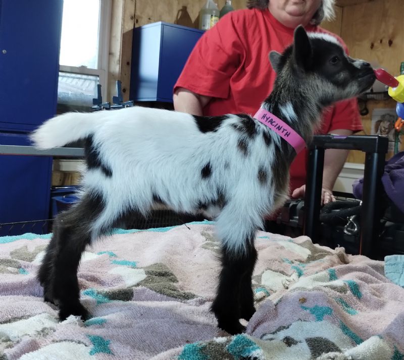 Hyacinth doeling #2 - Nigerian Dwarf Goat Doe