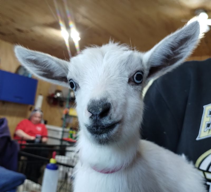 silver blue eyes doeling #2 - Nigerian Dwarf Goat Doe
