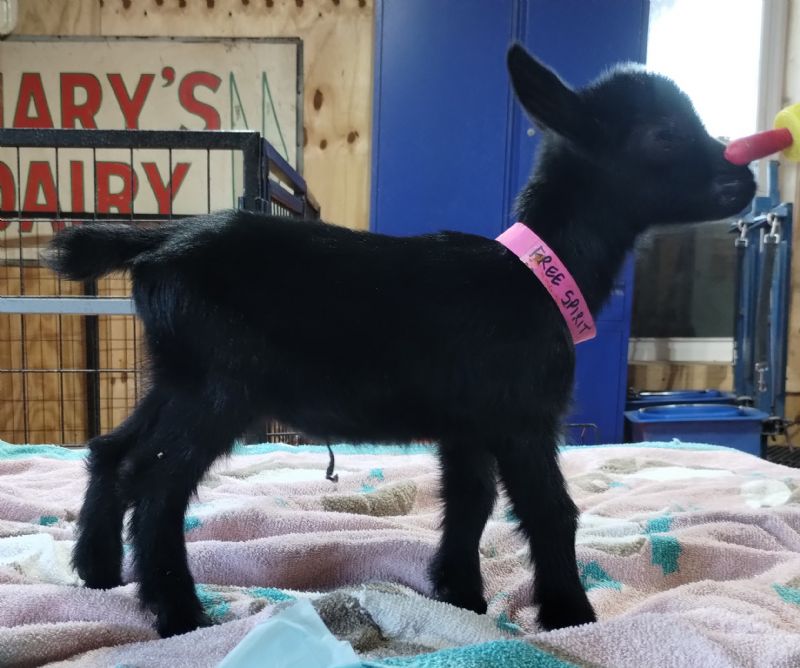 Free Spirit doeling - Nigerian Dwarf Goat Doe