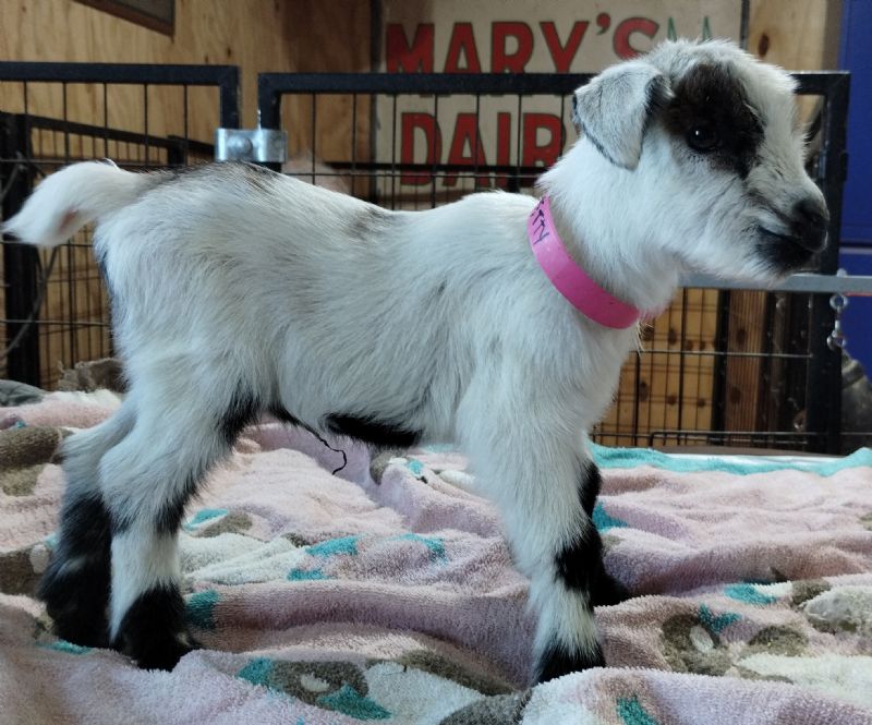 Betty doe kid #1 - Nigerian Dwarf Goat Doe