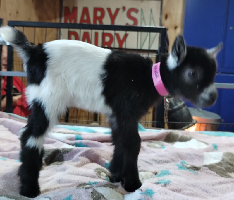 Wanda doeling #1 - Nigerian Dwarf Goat Doe