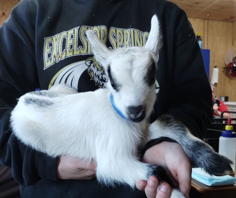 After Party buck kid#2 - Nigerian Dwarf Goat Buck