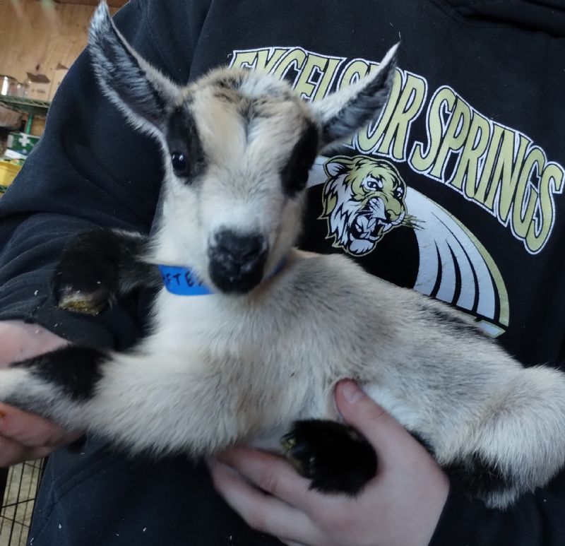 After-party buckling #1 - Nigerian Dwarf Goat Buck