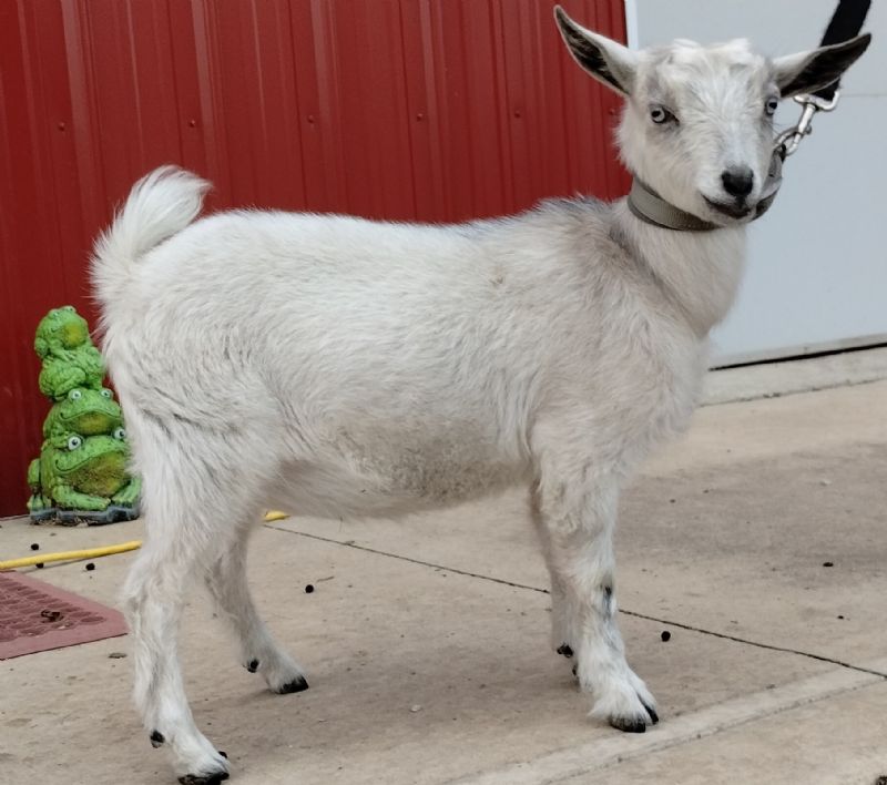 Glitter - Nigerian Dwarf Goat Doe