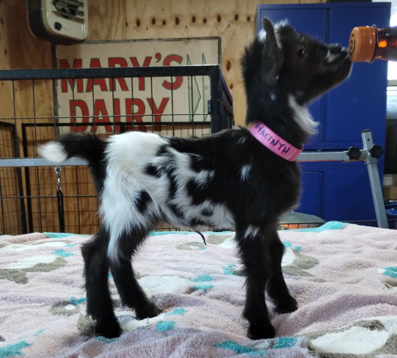 Thumbelina, Hyacinth doeling - Nigerian Dwarf Goat Doe